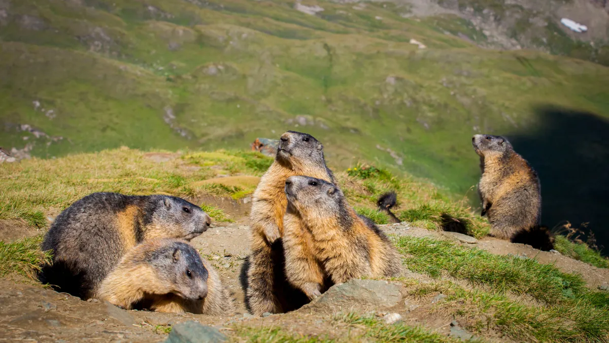 Alla scoperta delle marmotte sul Fertazza